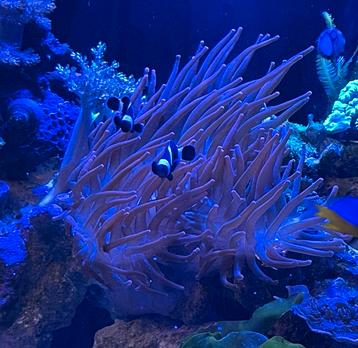 Rode tepel anemoon beschikbaar voor biedingen