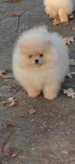 Mini bearface pomeriaan, Dieren en Toebehoren, Honden | Poolhonden, Keeshonden en Oertypen, Particulier, 15 weken tot 1 jaar, Reu