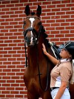 Fantastische sportieve ruin, allrounder, Dieren en Toebehoren, Paarden, Gechipt, Ruin, M, Dressuurpaard