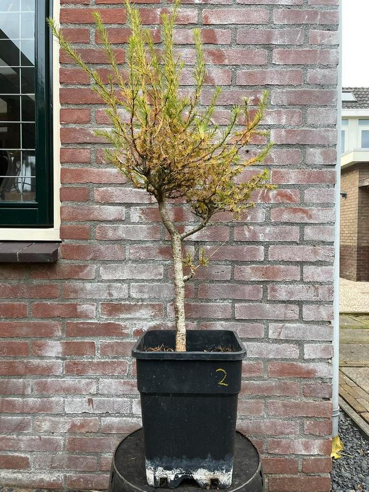 Bonsai Japanse lariks 2, Tuin en Terras, Planten | Bomen, Overige soorten, Minder dan 100 cm, Halfschaduw, Bloeit niet, Ophalen