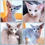 Prachtige Blauwe Rus poesje, Dieren en Toebehoren, Poes, Gechipt, 0 tot 2 jaar