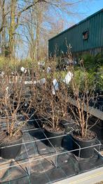 Magnolia’s stellata suzan saulangeana en george hendry, Tuin en Terras, Planten | Bomen, Ophalen, Lente, Volle zon, Overige soorten