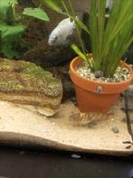 Te koop jonge Metraclima zebra Masinje Malawi cichliden, Dieren en Toebehoren, Vissen | Aquariumvissen, Vis, Zoetwatervis, Schoolvis