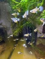 Actie OP=OP  🐟🔵blue tuxido koi🐟🔵 gup,guppy,guppen, Vis, Zoetwatervis
