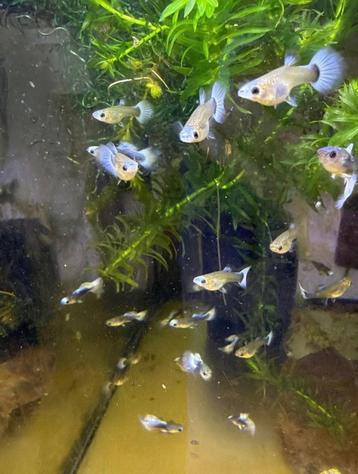 Actie OP=OP  🐟🔵blue tuxido koi🐟🔵 gup,guppy,guppen beschikbaar voor biedingen