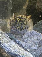 Te koop aquarium met 5 grote Kogel vissen., Ophalen, Gevuld zoetwateraquarium
