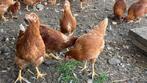 Jonge legkippen, Dieren en Toebehoren, Pluimvee, Vrouwelijk, Kip