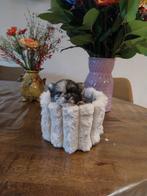 Prachtige pomchi pups, Dieren en Toebehoren, 8 tot 15 weken, Meerdere, Meerdere dieren, Chihuahua