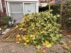 Plataantakken, Tuin en Terras, Planten | Struiken en Hagen, Verzenden, Overige soorten, 100 tot 250 cm