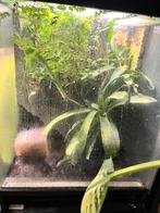 Kikkerbakken te koop inclusief stelling, Ophalen, Terrarium of Paludarium