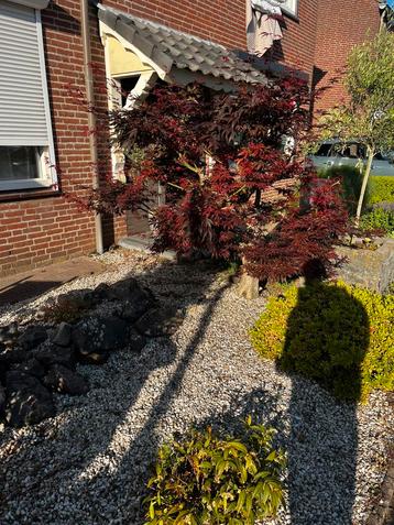 Japanse esdoorn 170cm hoog beschikbaar voor biedingen