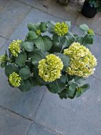 planten, Ophalen, Zomer, Overige soorten, Halfschaduw