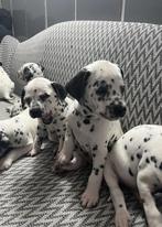 Pupy dalmatian echt, Diensten en Vakmensen, Dieren | Honden | Verzorging, Oppas en Les