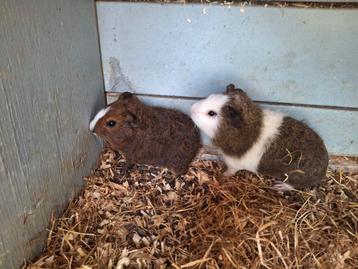 Twee rex cavia beertjes beschikbaar voor biedingen