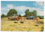 Hilvarenbeek Beekse Bergen Safaripark 1978 auto's leeuwen, Ophalen, 1960 tot 1980, Ongelopen, Noord-Brabant