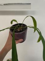 Anthurium vittarifolium, Overige soorten, Minder dan 100 cm, Groene kamerplant, Halfschaduw