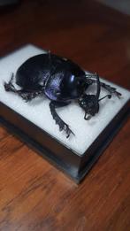 Enoplotrupes Sharpi kever opgezet, Ophalen of Verzenden, Zo goed als nieuw, Insect, Opgezet dier