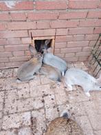 Jongen Duitse reuzen, Dieren en Toebehoren, Meerdere dieren, Groot