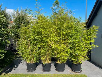 4x bamboe Phyllostachys 2.50 meter hoog beschikbaar voor biedingen
