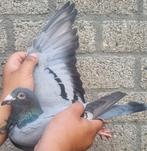 Postduif prestatie duivin Comb. A Mulder & zn., Dieren en Toebehoren, Vogels | Duiven, Vrouwelijk, Postduif