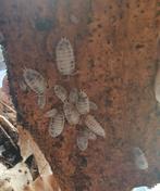 Porcellio Leavis (dairy cow) isopods / pissebedden, Overige soorten