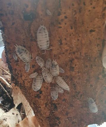 Porcellio Leavis (dairy cow) isopods / pissebedden beschikbaar voor biedingen