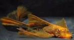 LDA 16 sluier, Dieren en Toebehoren, Vissen | Aquariumvissen, Vis, Zoetwatervis, Schoolvis