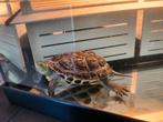Chinese streepschildpad, Schildpad
