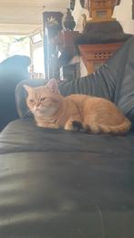 Brits korthaar met stamboom, Dieren en Toebehoren, Katten en Kittens | Overige Katten, Poes, Kortharig, 0 tot 2 jaar