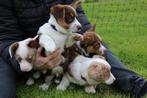 welsh corgi cardigan pups Choco drie kleur, Dieren en Toebehoren, Honden | Herdershonden en Veedrijvers, Particulier, Meerdere