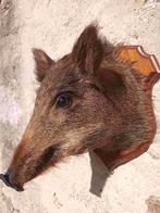 Jong Frans wild zwijn of everzwijn nr. 3, Verzenden, Zo goed als nieuw, Wild dier, Gewei of Kop