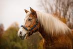 Leaser gezocht!, Dieren en Toebehoren, Paarden en Pony's | Overige Paardenspullen, Ophalen