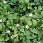 Pachysandra terminalis. Sterke bodembedekker P9, Ophalen of Verzenden, Halfschaduw