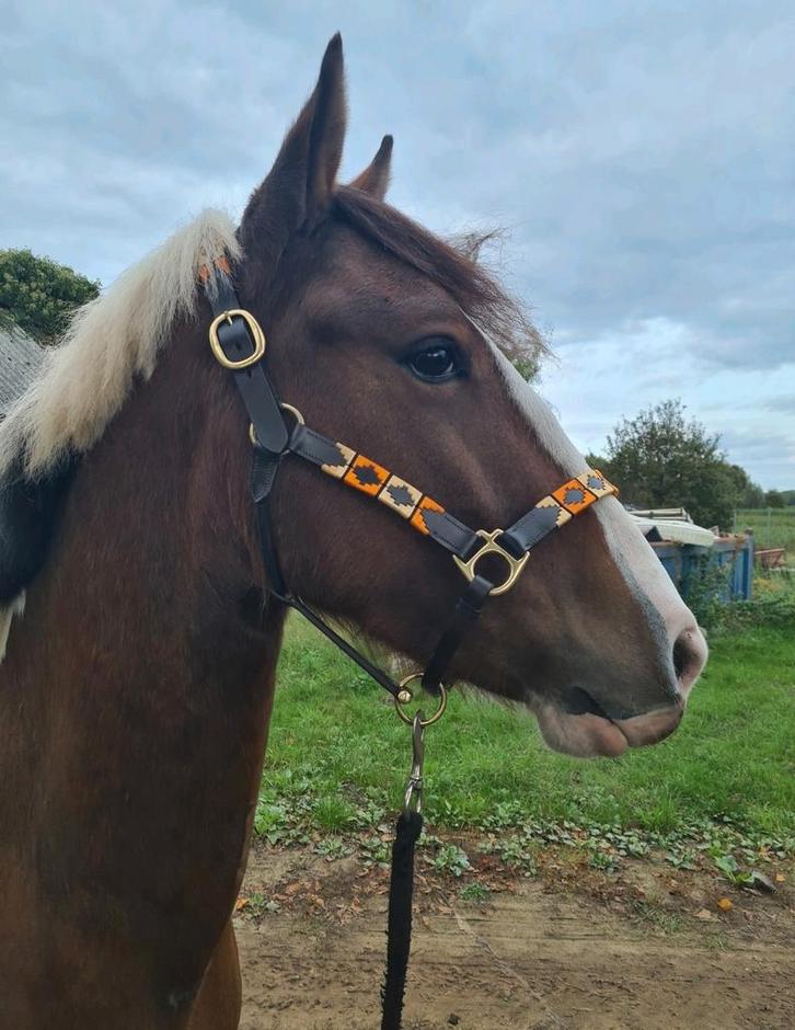 Stalling ruin gezocht omgeving Zundert, Dieren en Toebehoren, Stalling en Weidegang