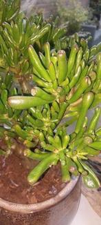 Grote vetplant in bruine pot, Huis en Inrichting, Kamerplanten, Ophalen, Halfschaduw, Minder dan 100 cm