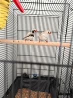 Zebravink stel, Meerdere dieren, Parkiet, Geringd