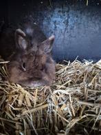 Vosdwerg te koop, Dieren en Toebehoren, Konijnen, Vrouwelijk, Groot
