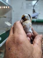 Parva man Agaat 2025 / 2x, Mannelijk, Wildzangvogel, Geringd