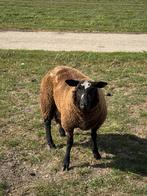 Bonte weide ram, Dieren en Toebehoren, Schapen, Geiten en Varkens, Mannelijk, Schaap, 0 tot 2 jaar