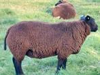 Te koop dekrammen en gebruiks ooien, kruising lammeren., Dieren en Toebehoren, Schapen, Geiten en Varkens, Meerdere dieren, Schaap