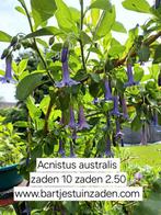 Zaden Acnistus australis, Ophalen of Verzenden, Voorjaar, Volle zon, Zaad