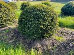 Taxus baccata bolvormen | Wolkstruiken in maten!, Ophalen of Verzenden, Taxus, Minder dan 100 cm