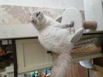 Kittens te koop, Dieren en Toebehoren, Katten en Kittens | Raskatten | Langhaar, Poes