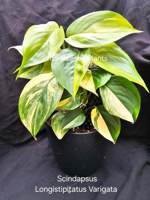 Zeer zeldzame Scindapsus Longistipitatus Varigata, Huis en Inrichting, Kamerplanten, Overige soorten, Minder dan 100 cm, Groene kamerplant
