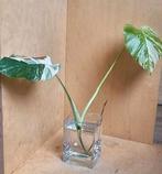 Monstera Variegata stekje met twee bladeren, Ophalen of Verzenden, Halfschaduw, Minder dan 100 cm