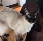 Ragdoll kruising poes 1,5 jaar oud, Dieren en Toebehoren, Katten en Kittens | Raskatten | Korthaar, Poes