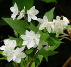 Deutzia Gracilis | Bruidsbloem | P9, Overige soorten, Volle zon, Vaste plant, Ophalen of Verzenden