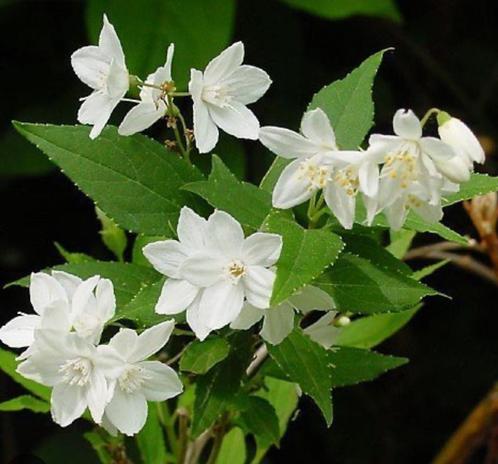 Deutzia Gracilis | Bruidsbloem | P9, Tuin en Terras, Planten | Tuinplanten, Vaste plant, Overige soorten, Volle zon, Zomer, Ophalen of Verzenden