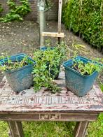 Biologische Tijm vaste plant. Thymus Goldthymian, Tuin en Terras, Planten | Tuinplanten, Ophalen, Volle zon, Vaste plant, Kruiden