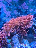 Tepel anemonen zeeaquarium, Dieren en Toebehoren, Overige typen